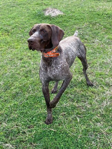 German Shorthaired Pointer Puppies breeder image 3