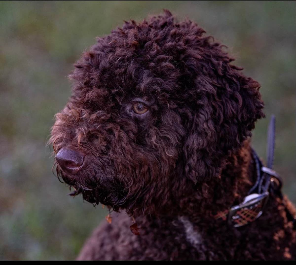 Shoals Lagotto - Lagotto Romagnolo Puppies breeder image 5