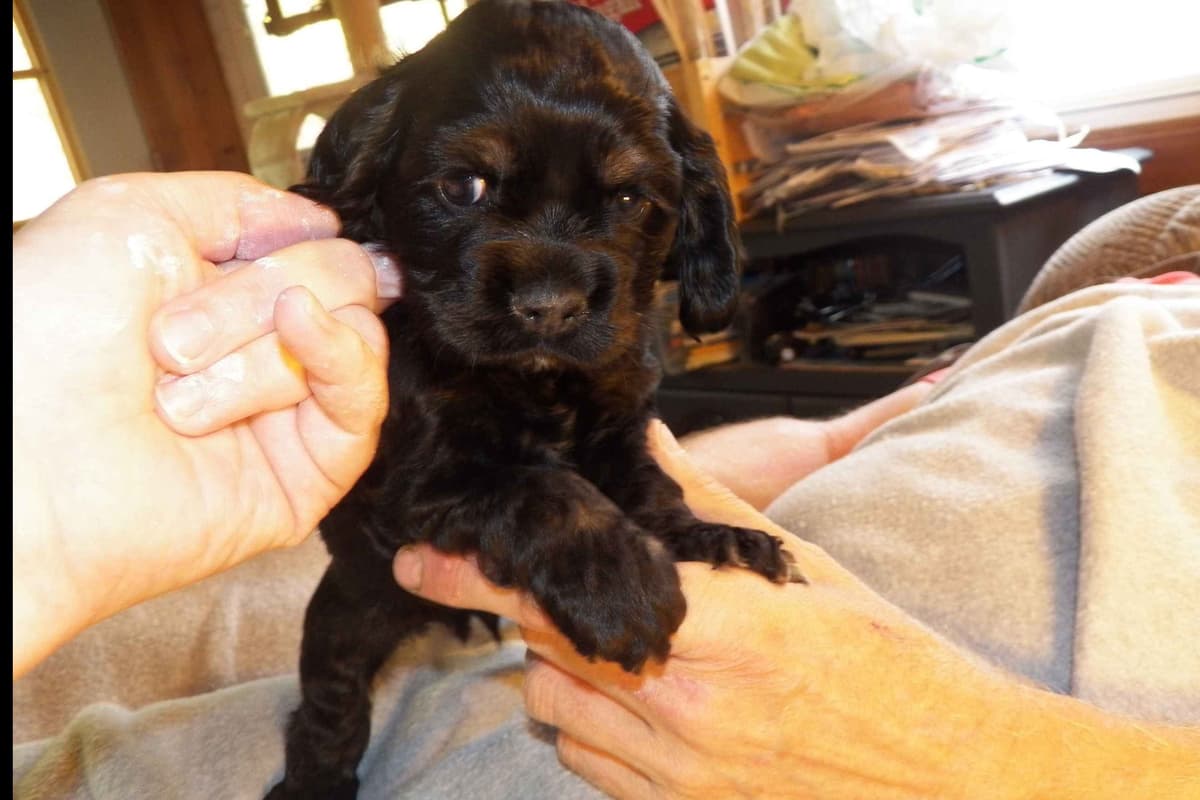 Cocker Spaniel Puppies breeder image 30