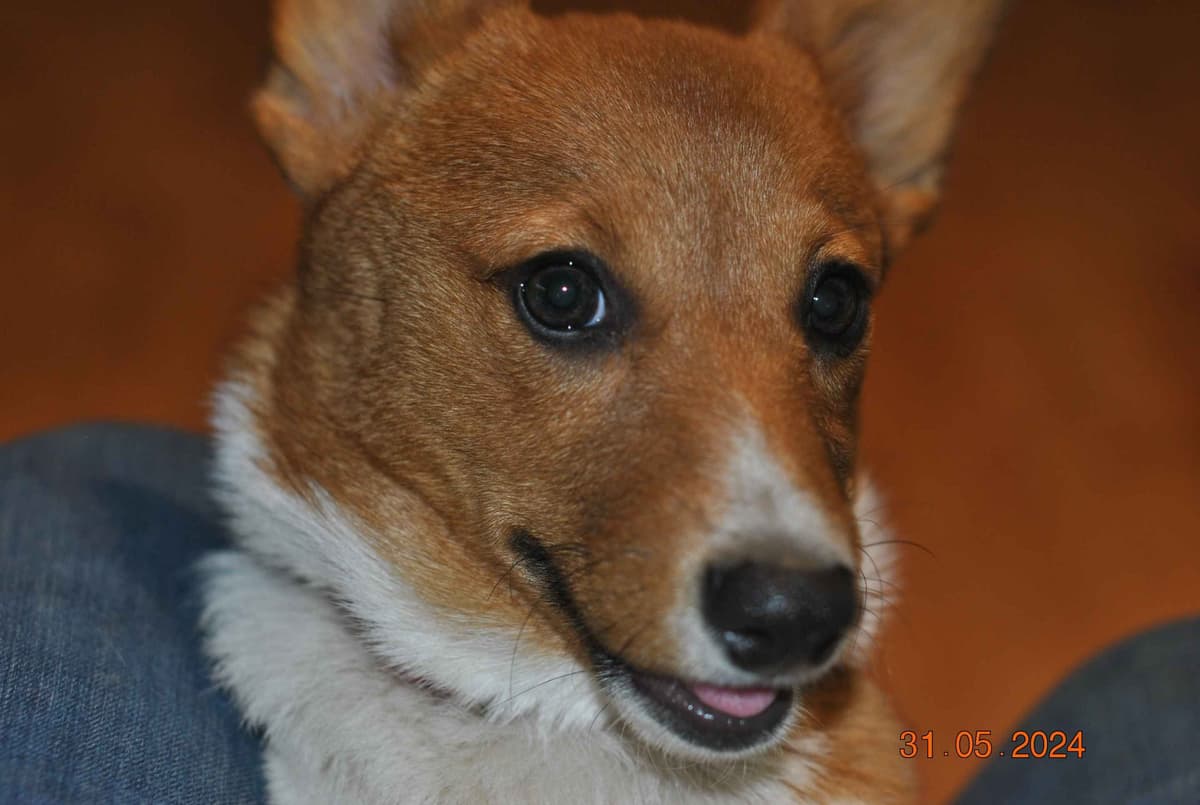 Pembroke Welsh Corgi Puppies breeder image 5