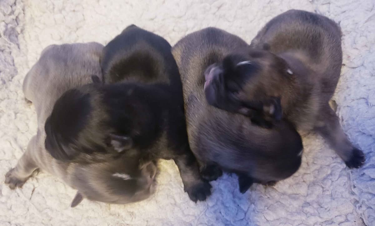 Best Pups Best Price 3 Year health guarantee Genetic testing done breeder image 4