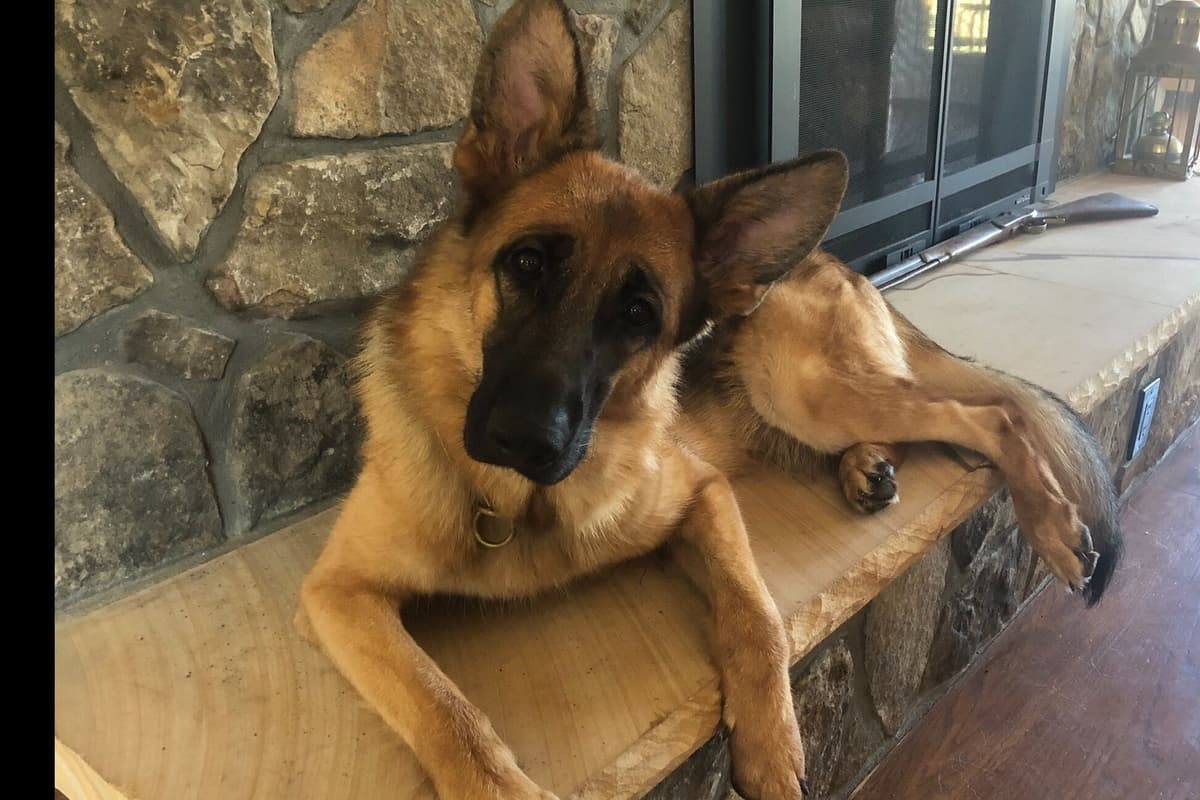 German Shepherd Dog Puppies breeder image 10
