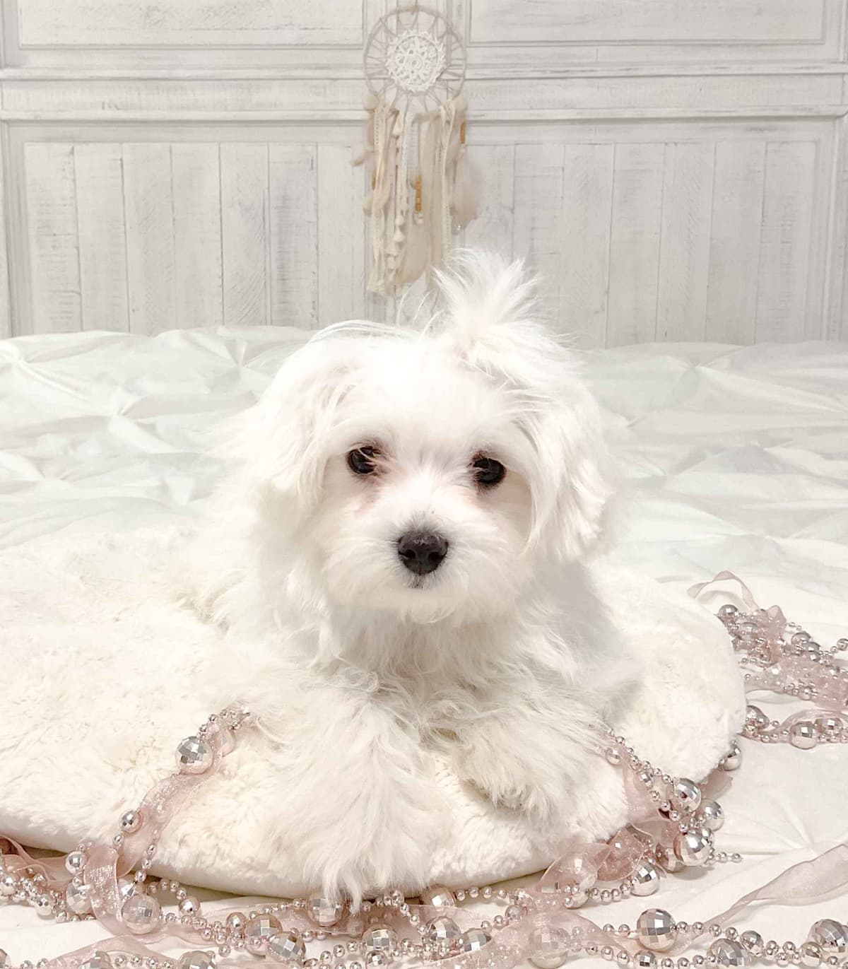 Maltese Puppies- ONE FEMALE LEFT breeder image 4