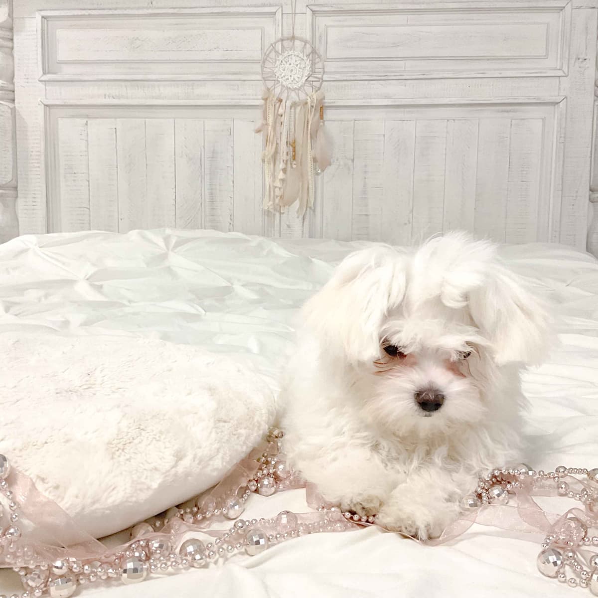 Maltese Puppies- ONE FEMALE LEFT breeder image 23