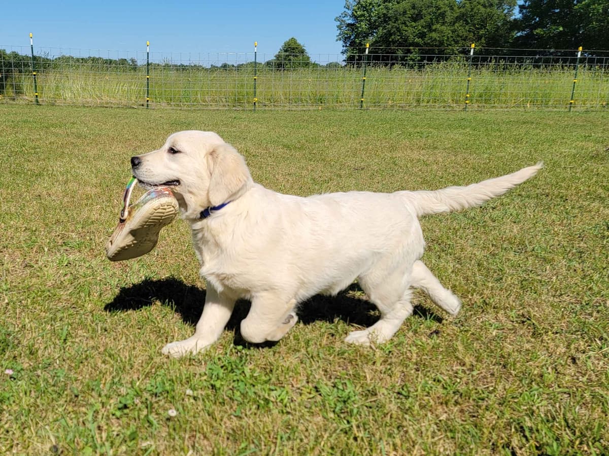 Light Golden Retriever Puppies breeder image 23