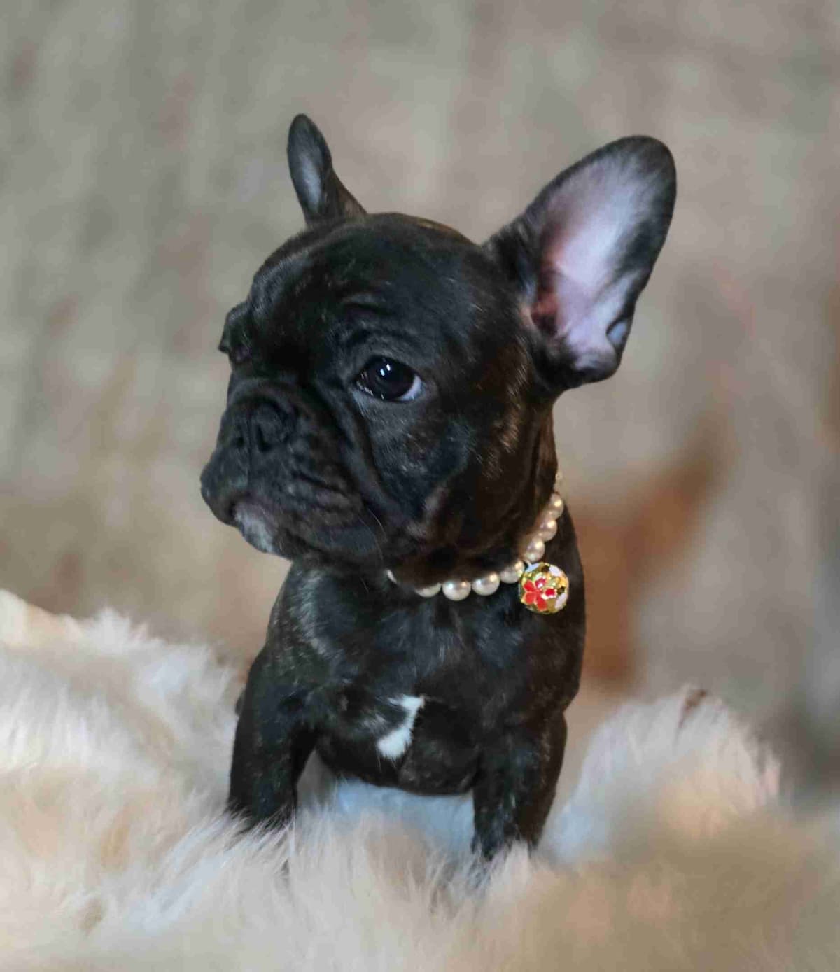 French Bulldog adorable Brindle Female breeder image 21