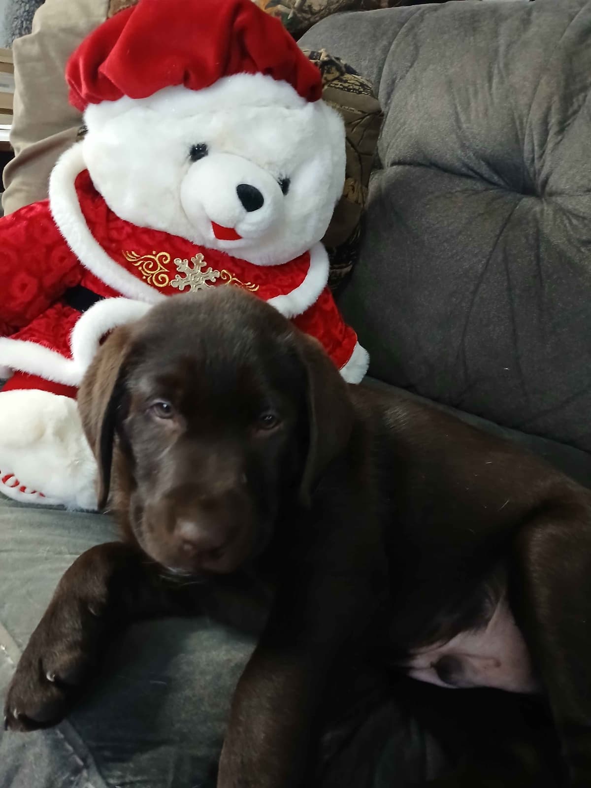 Labrador Retriever Puppies breeder image 3