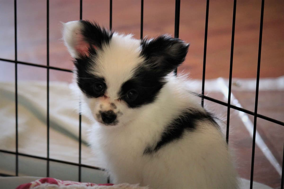 Papillon Puppies breeder image 5
