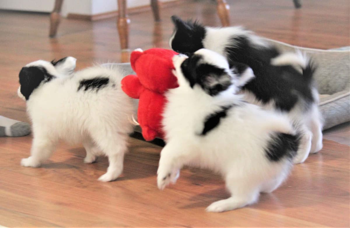 Papillon Puppies breeder image 8