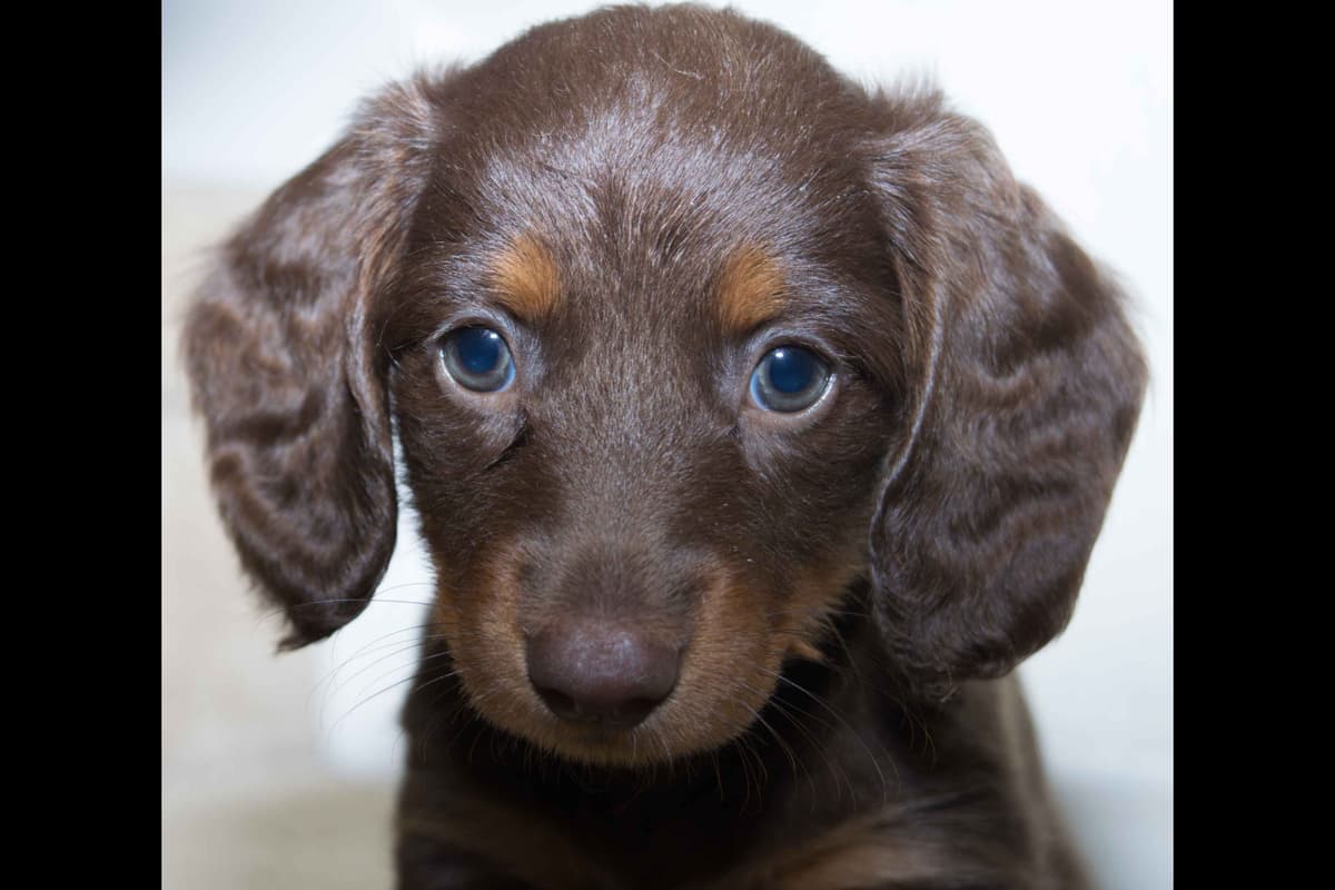 Dachshund Puppies breeder image 6
