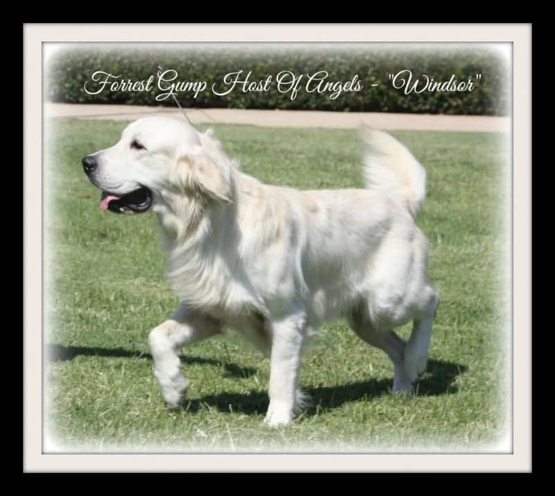 AKC Golden Retriever Puppies with Champion European Bloodlines breeder image 1