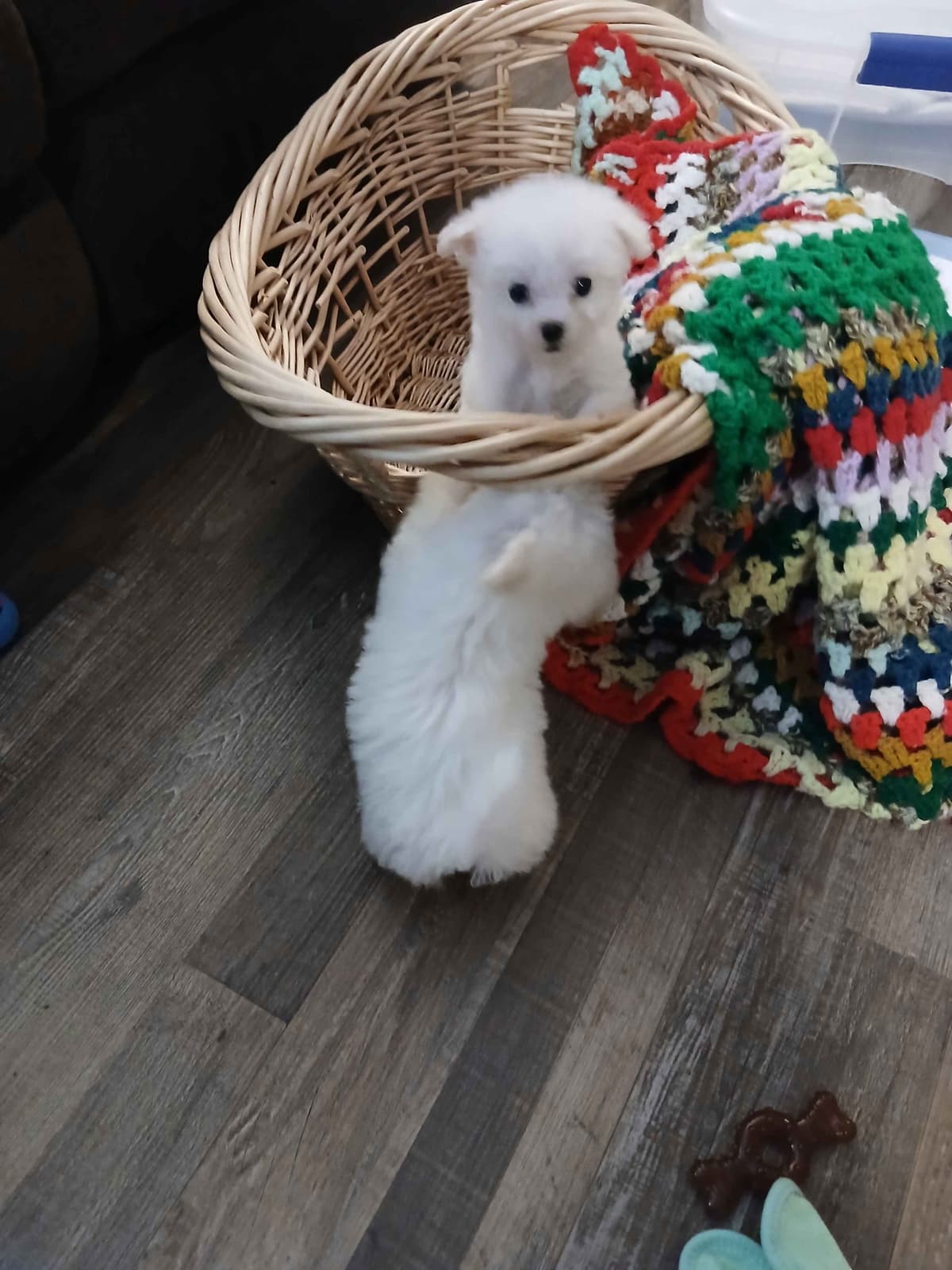 Bichon Frise Puppies breeder image 9