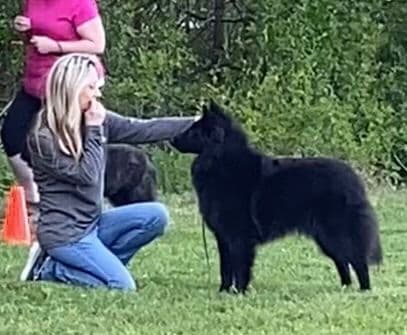 Belgian Sheepdog Puppies breeder image 5