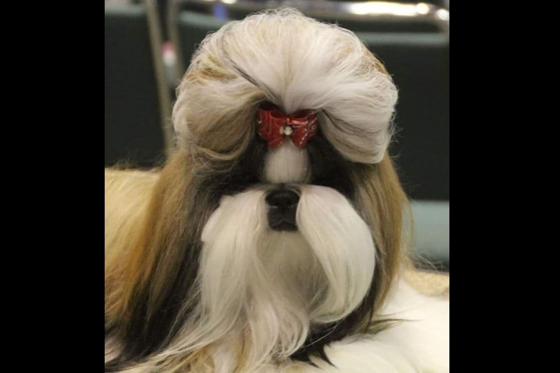 Shih Tzu Puppies breeder image 11