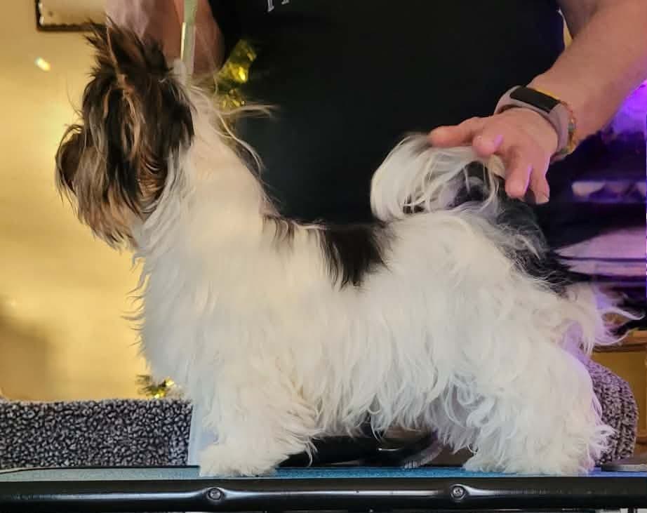 Shih Tzu Puppies breeder image 6