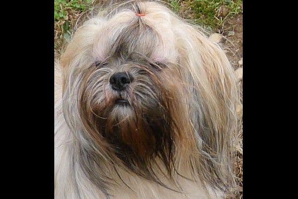 Lhasa Apso Puppies breeder image 46