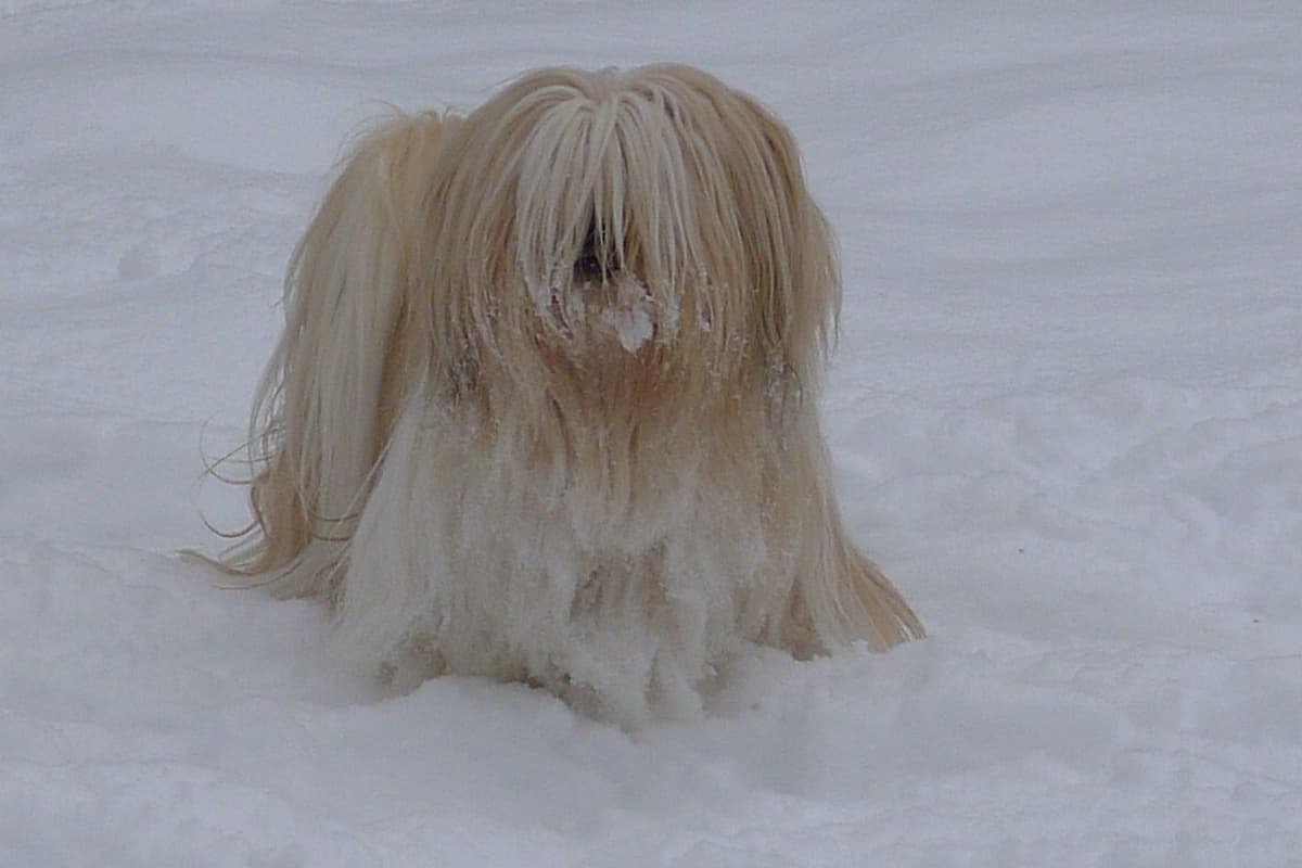 Lhasa Apso Puppies breeder image 32