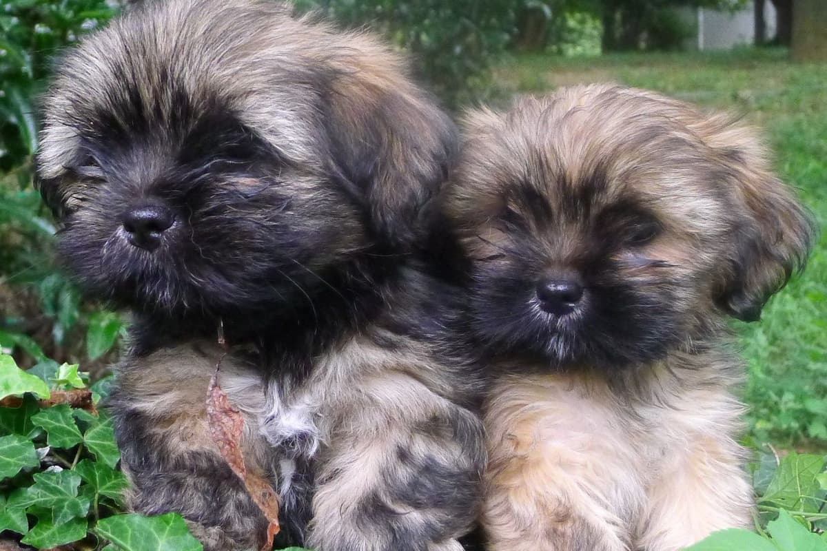 Lhasa Apso Puppies breeder image 28