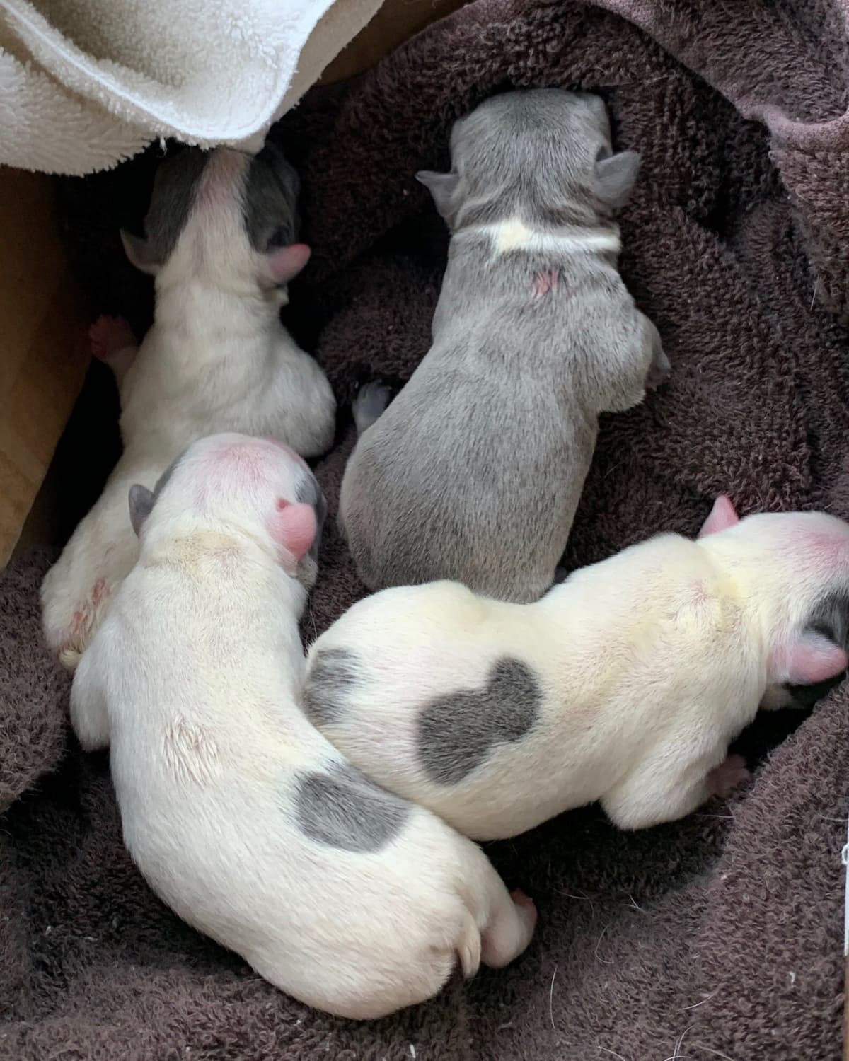 π Golden Retriever Pups OFA, Health Guar. Veterinarian owned/bred breeder image 17