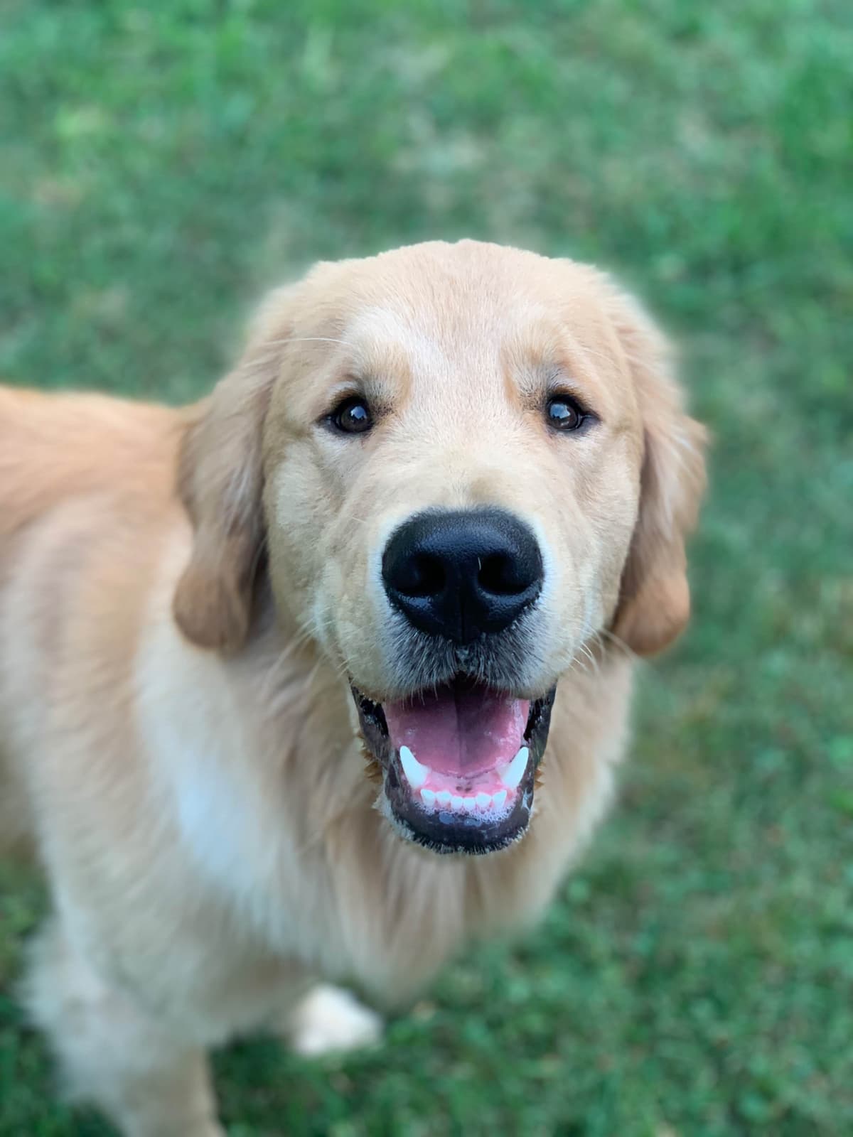 Golden Retriever Puppies breeder image 11