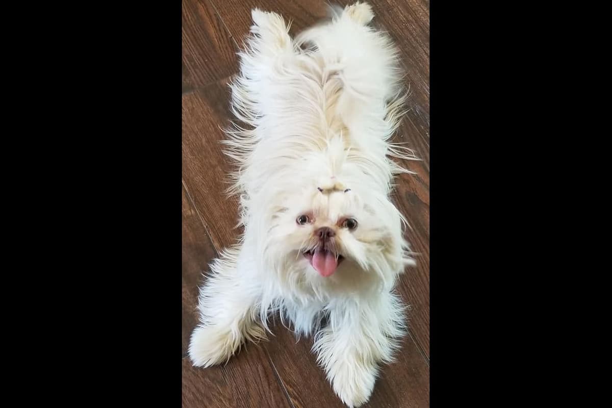 Shih Tzu Puppies breeder image 26