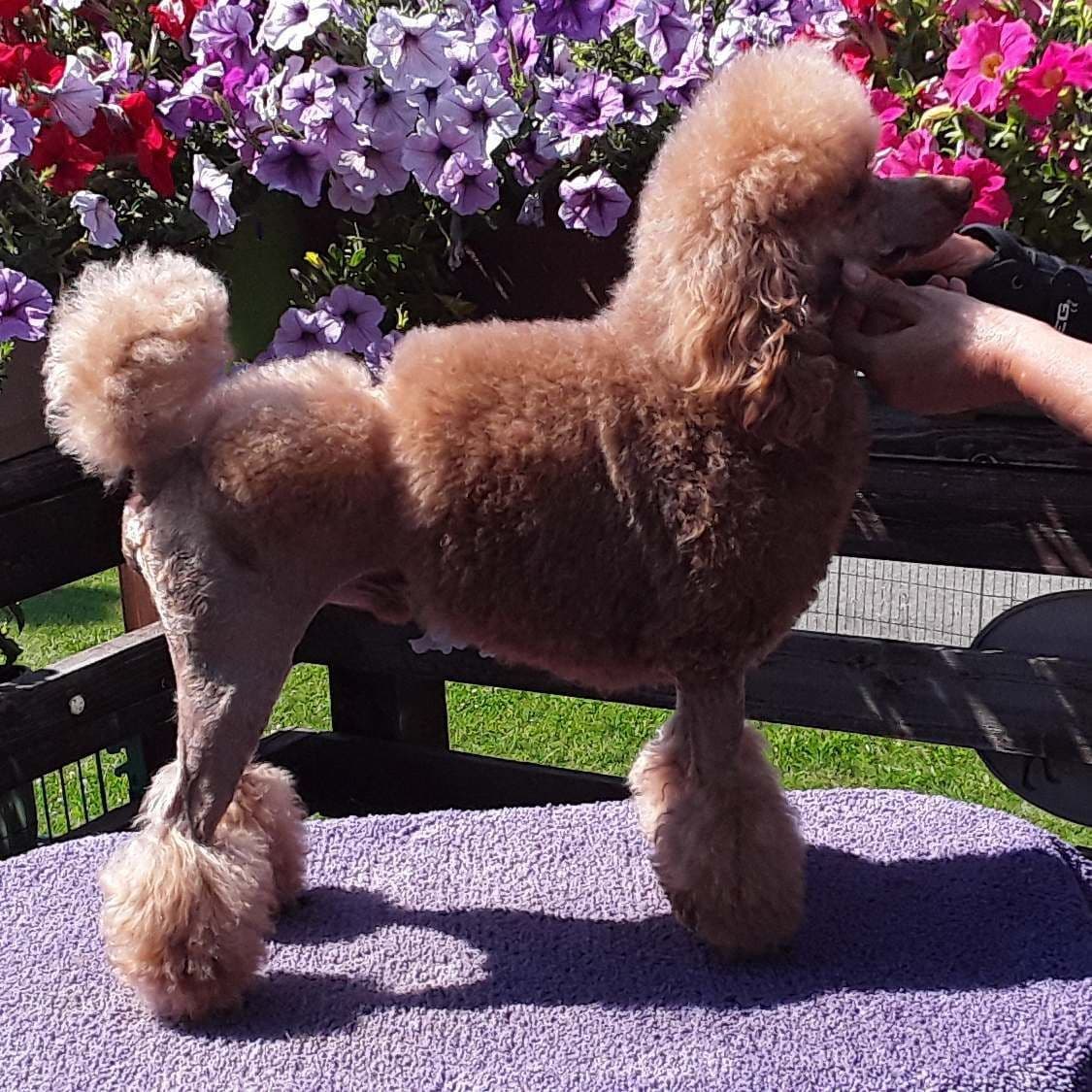 Poodle Puppies 253-249-1680 breeder image 4