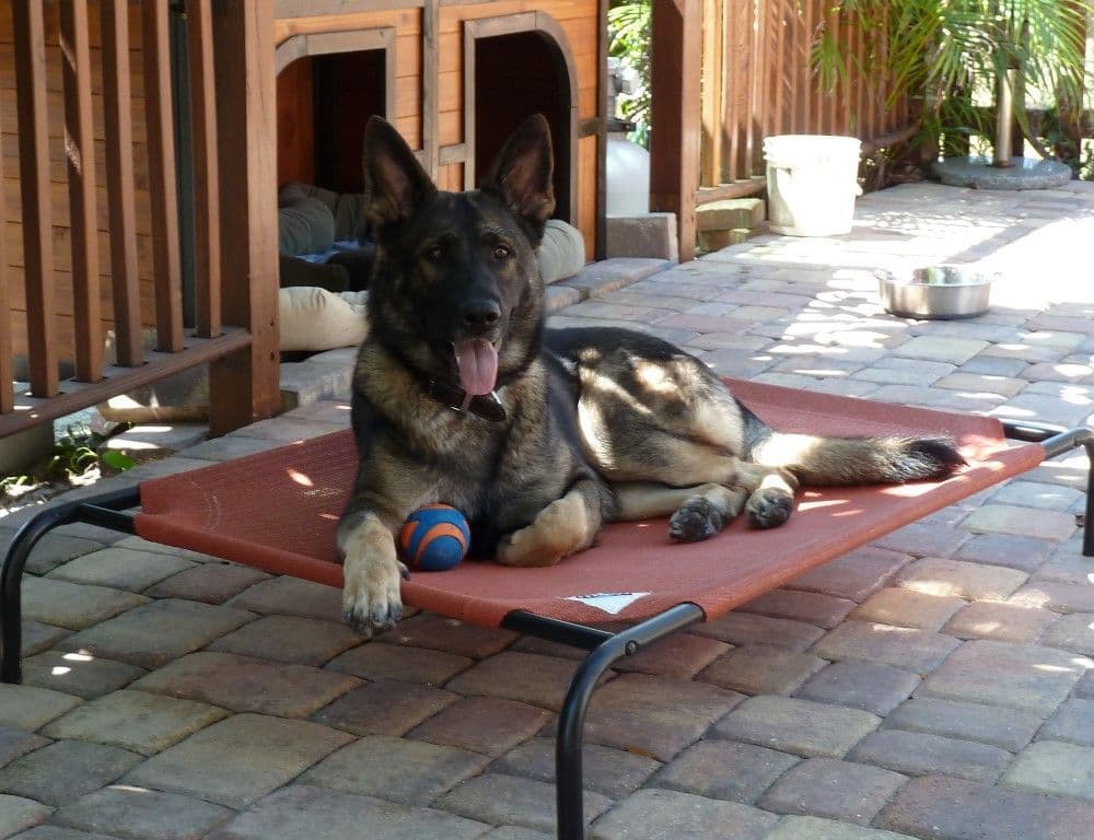 German Shepherd Dog Puppies breeder image 4