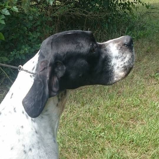 Pointer Puppies breeder image 7