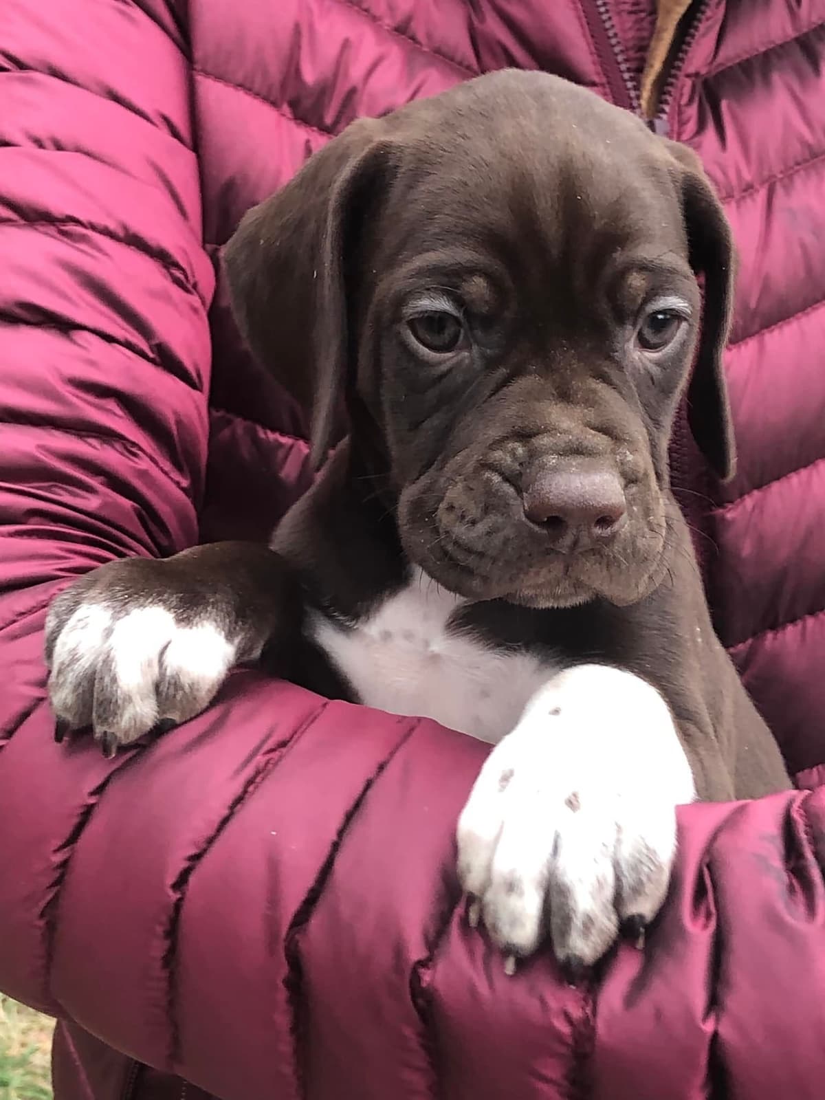 Pointer Puppies breeder image 22