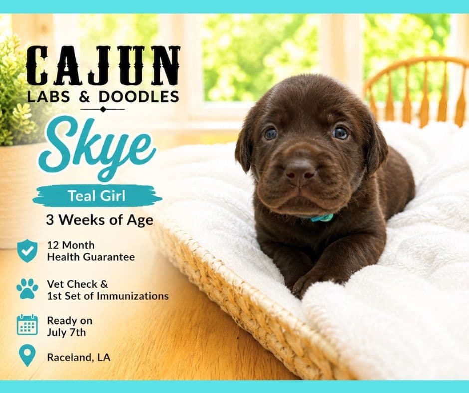 Labrador Retriever Puppies breeder image 11