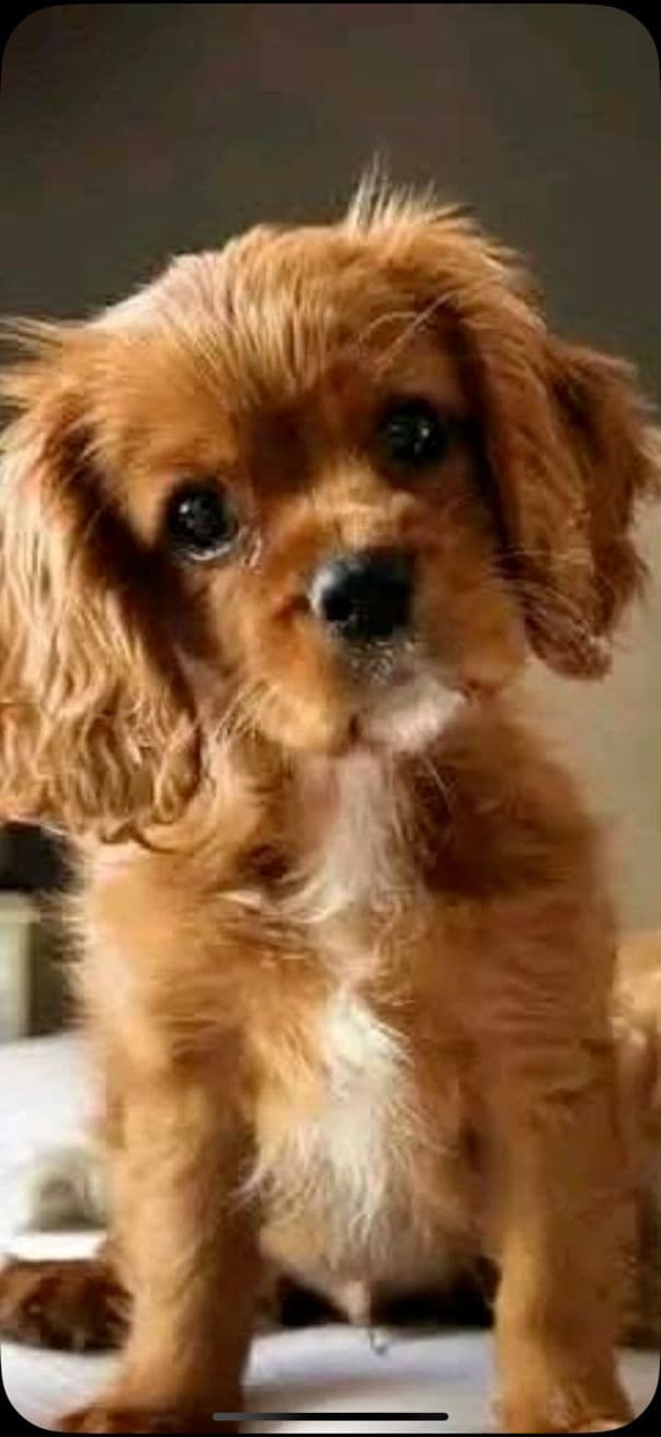 Cavalier King Charles Spaniel Puppies breeder image 7