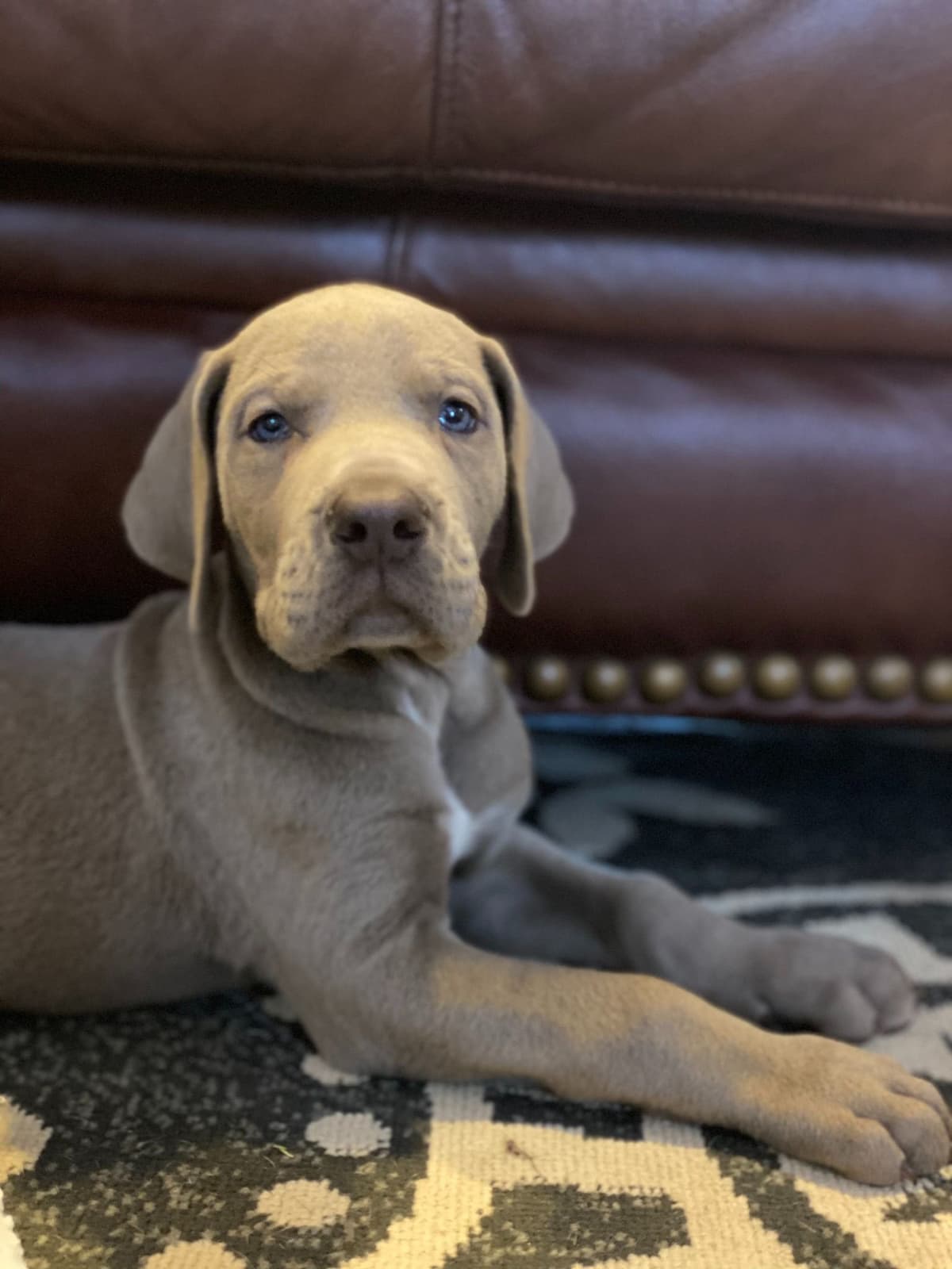 Family-Raised AKC Great Dane Puppies, Born April 21, 2026 breeder image 9
