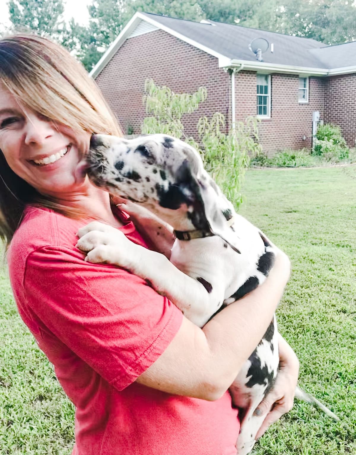 Family-Raised AKC Great Dane Puppies, Born April 21, 2026 breeder image 11