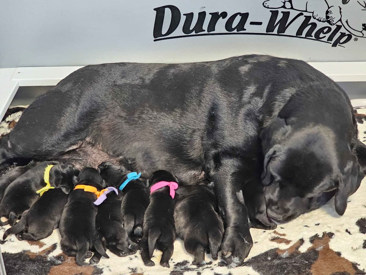 Labrador Retriever Puppies breeder image 3