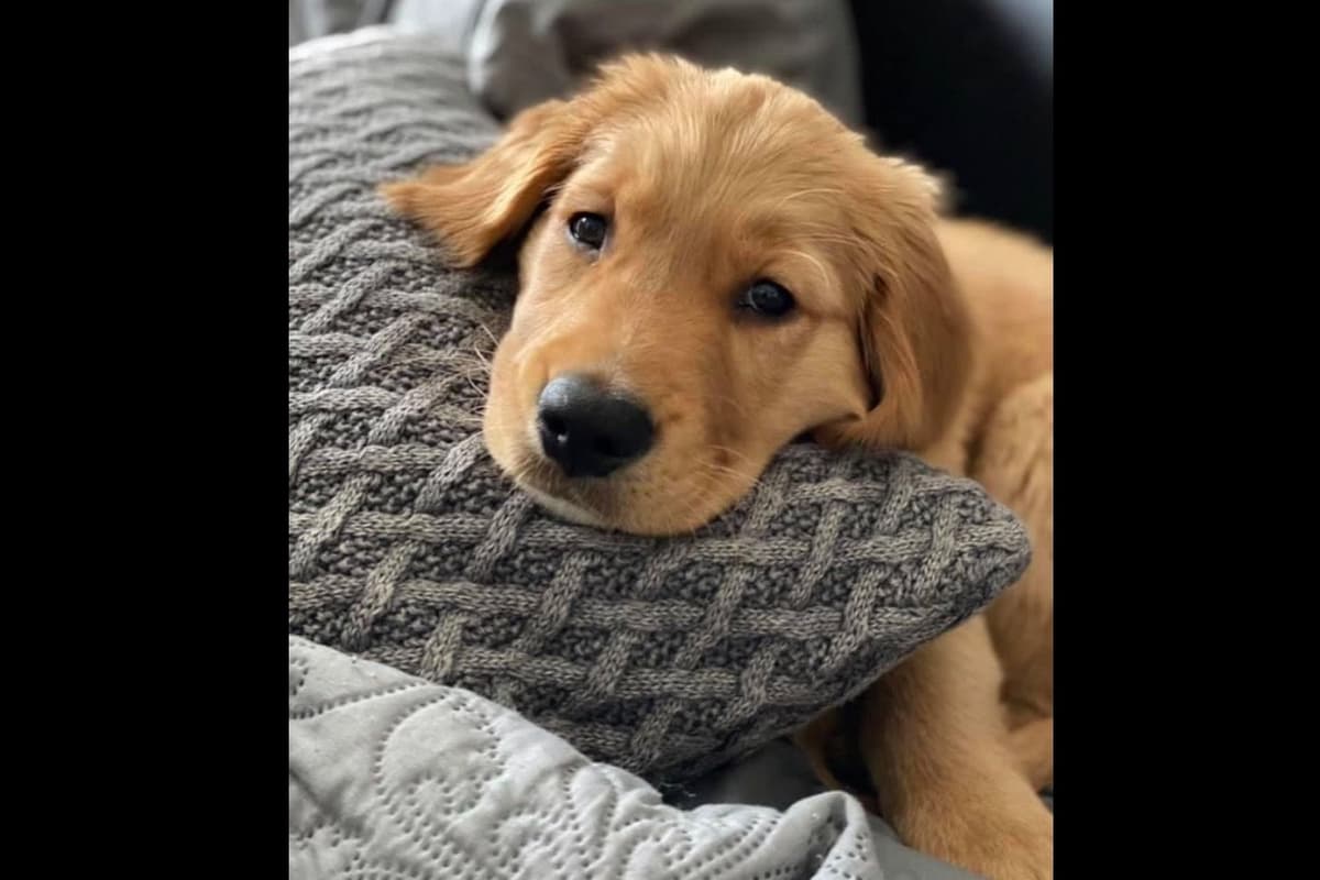 Calm Golden Retriever Puppies – Started puppies for easy transition breeder image 5