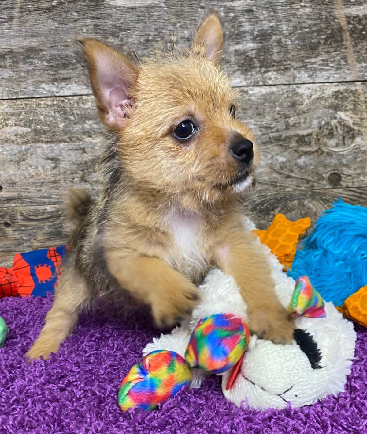 Puppies Available Now breeder image 13