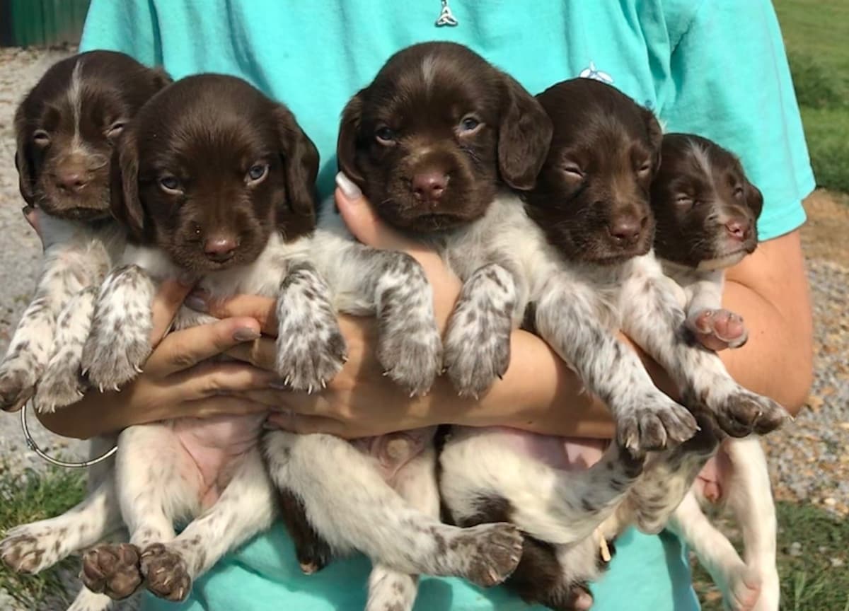 Brittany Puppies breeder image 3