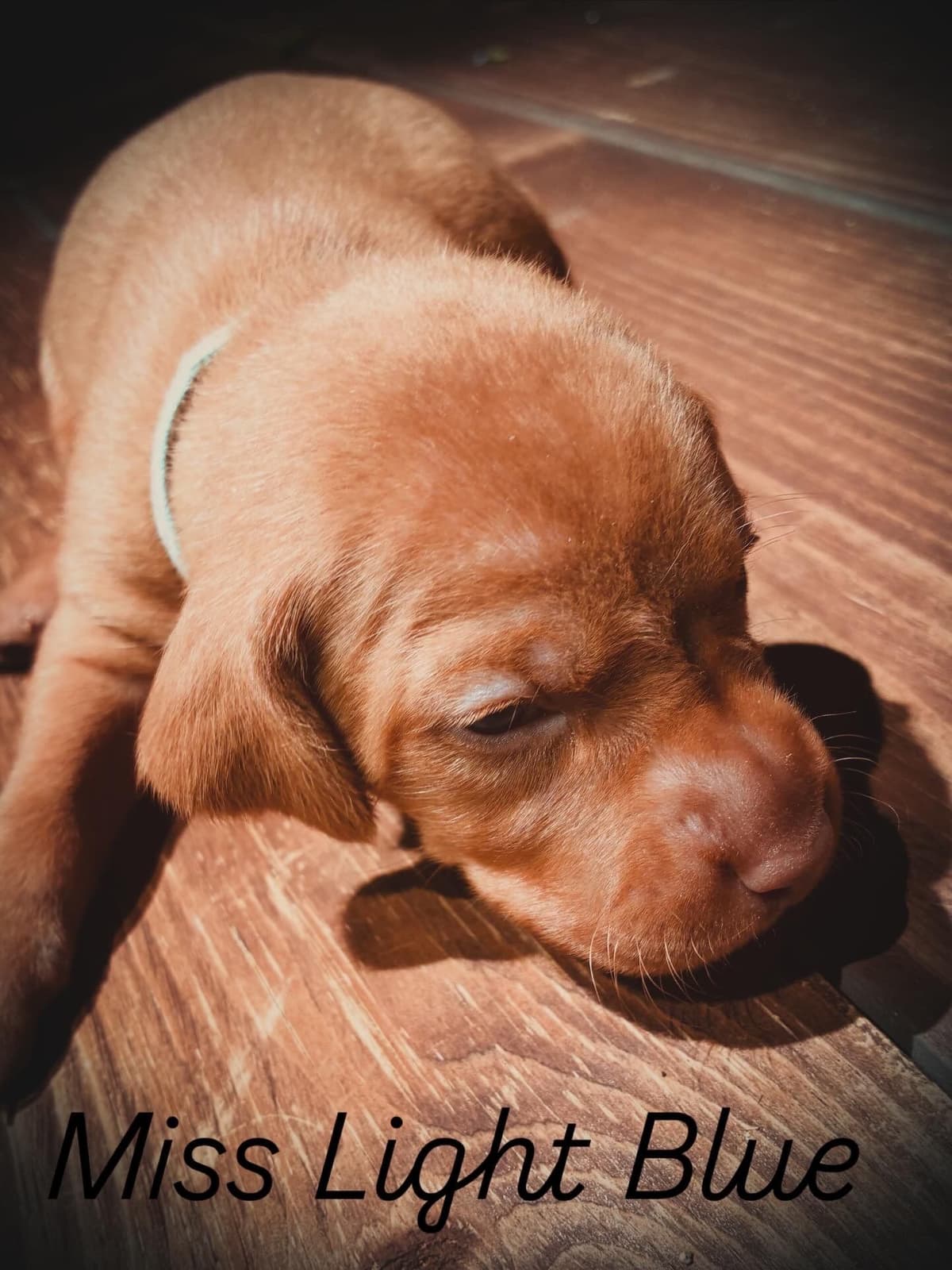 Vizsla Puppies breeder image 7