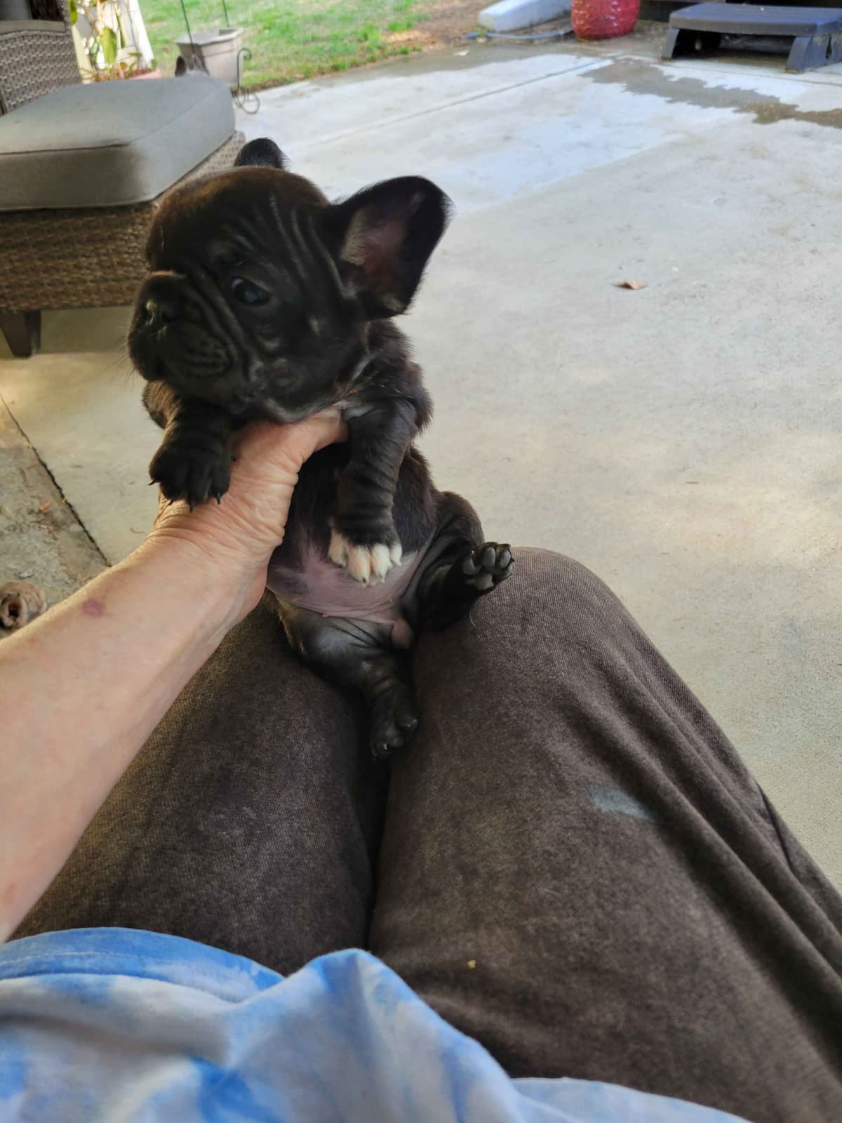 French Bulldog Puppies breeder image 10
