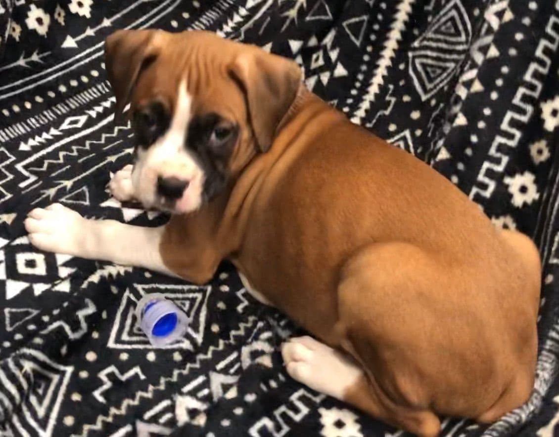 Bethlehem Boxers breeder image 3