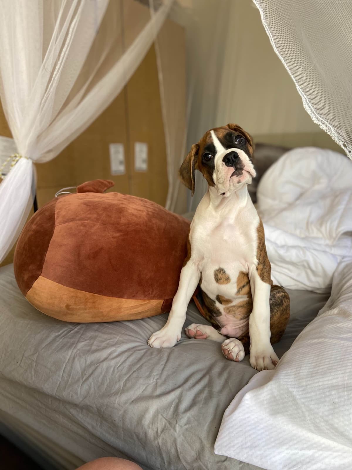 Bethlehem Boxers breeder image 9