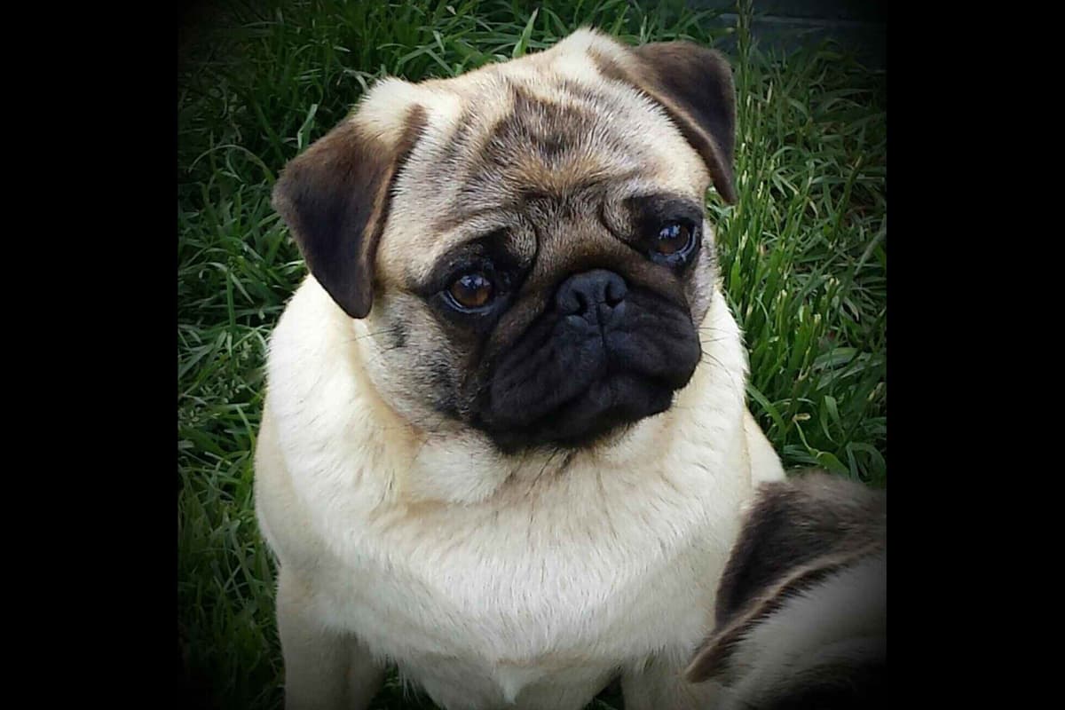 French Bulldog Puppies breeder image 2