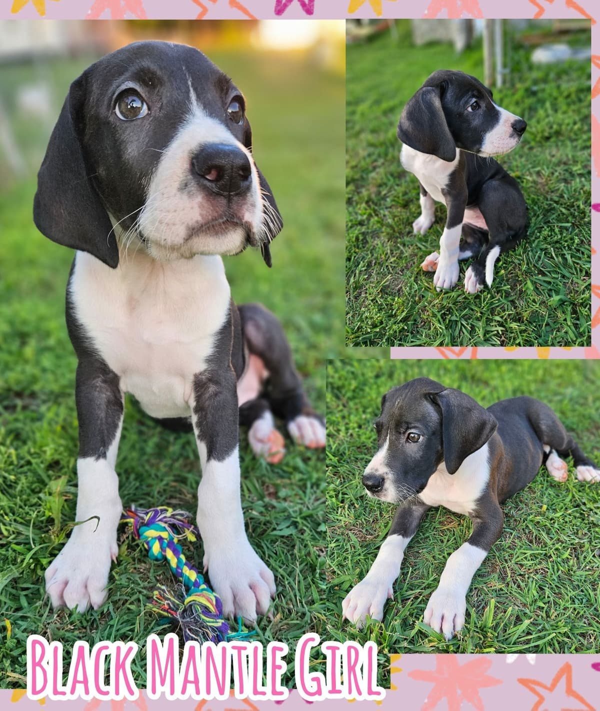 Great Dane Puppies breeder image 1