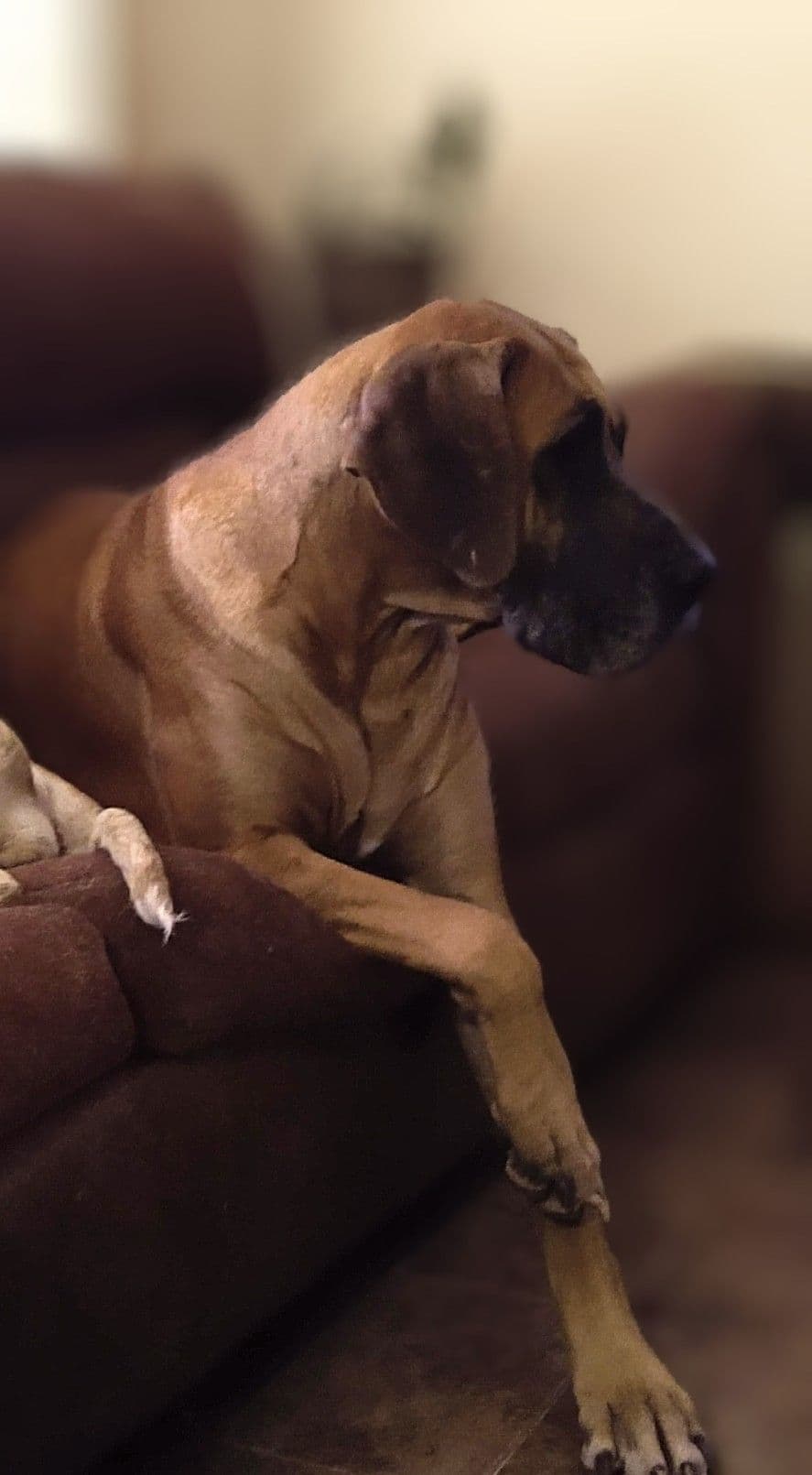 Great Dane Puppies breeder image 7