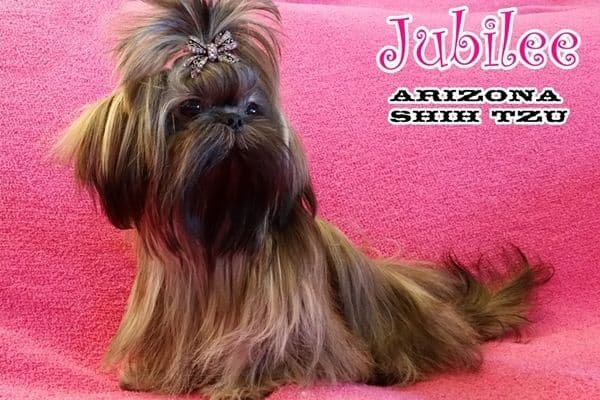 Arizona Shih Tzu Puppies Available! breeder image 2