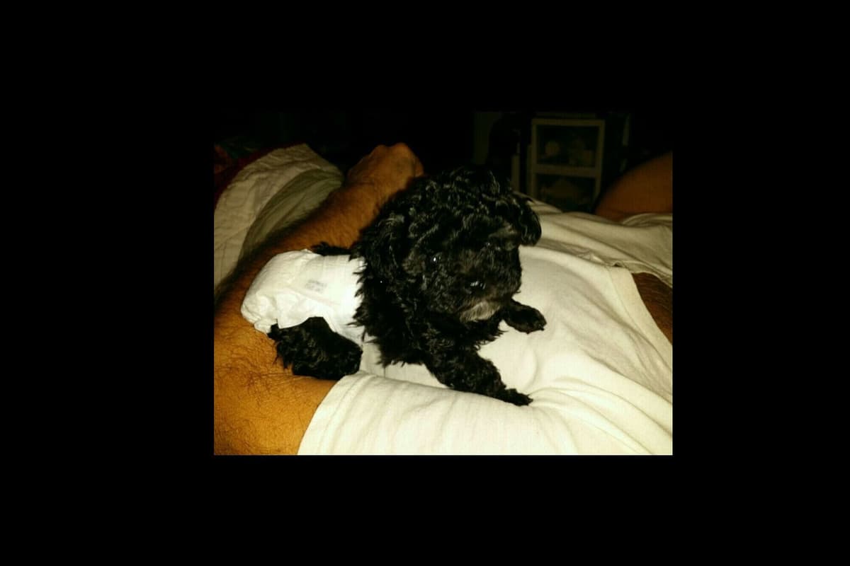 Toy Poodle female Pup 5 lbs when adult breeder image 32