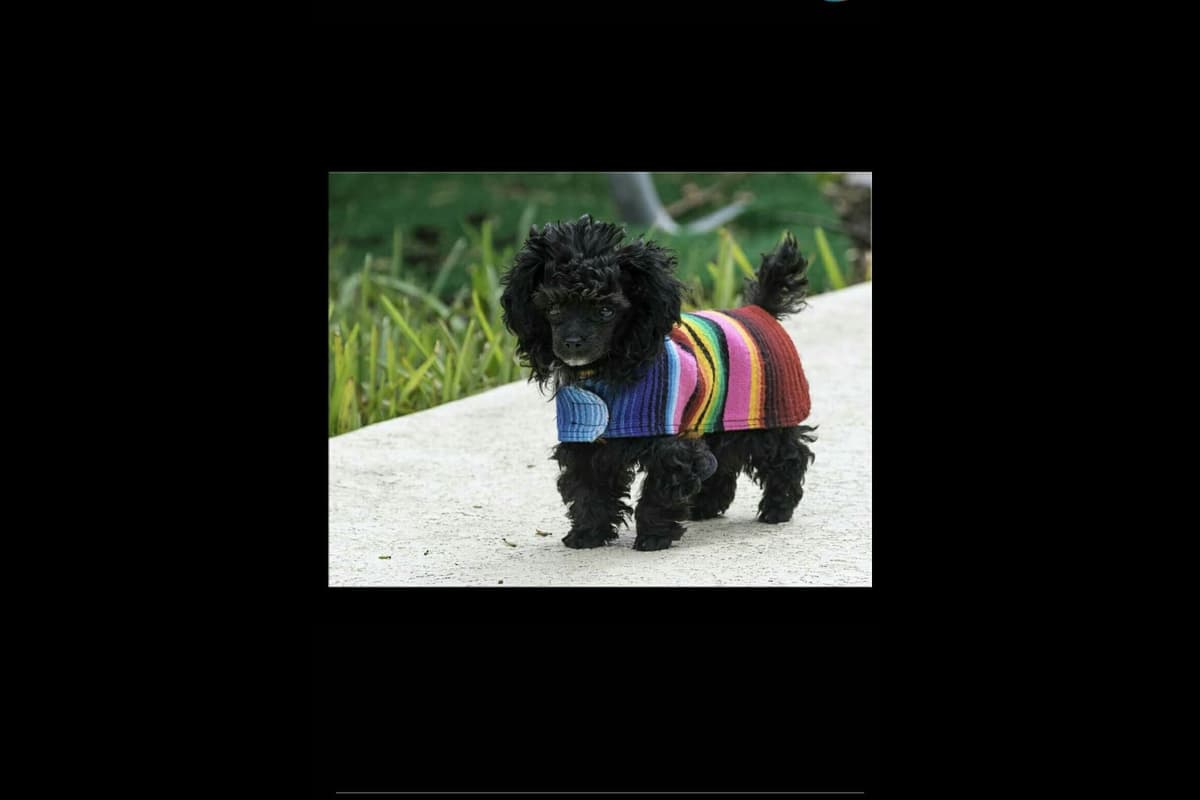 Toy Poodle female Pup 5 lbs when adult breeder image 36