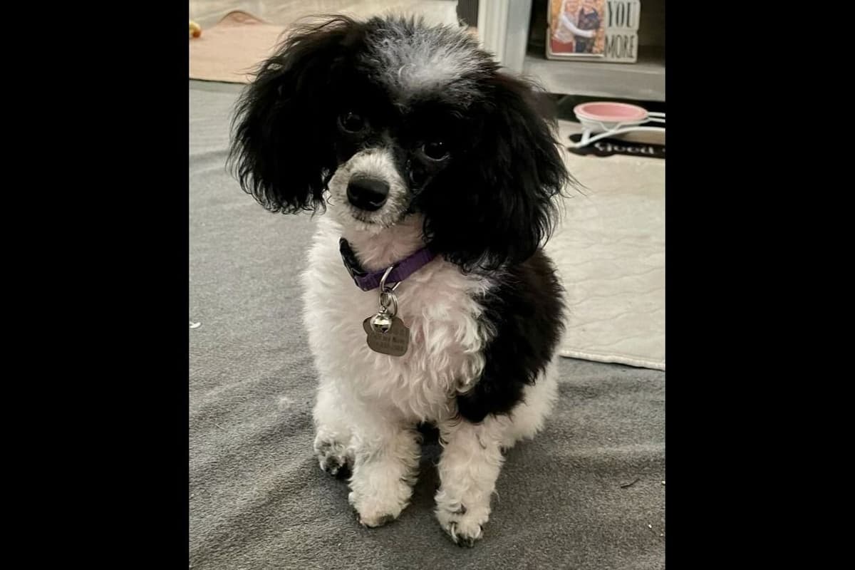 Toy Poodle female Pup 5 lbs when adult breeder image 38