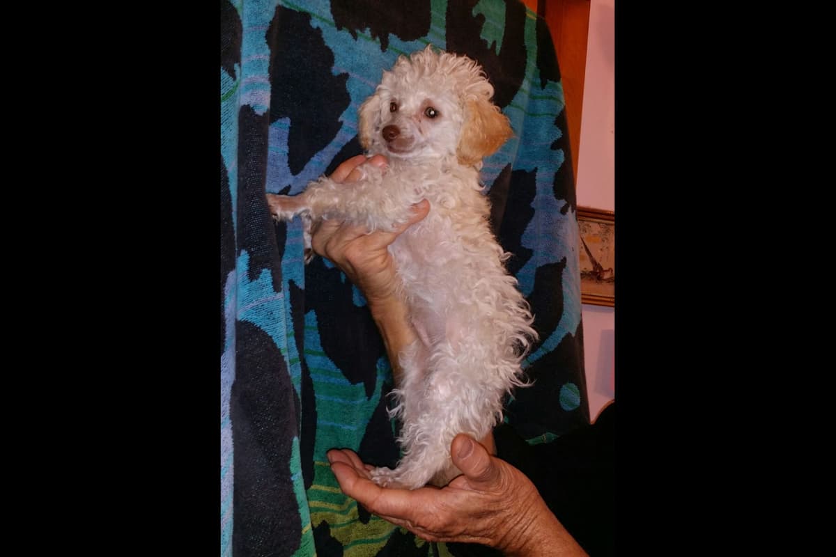 Toy Poodle female Pup 5 lbs when adult breeder image 39