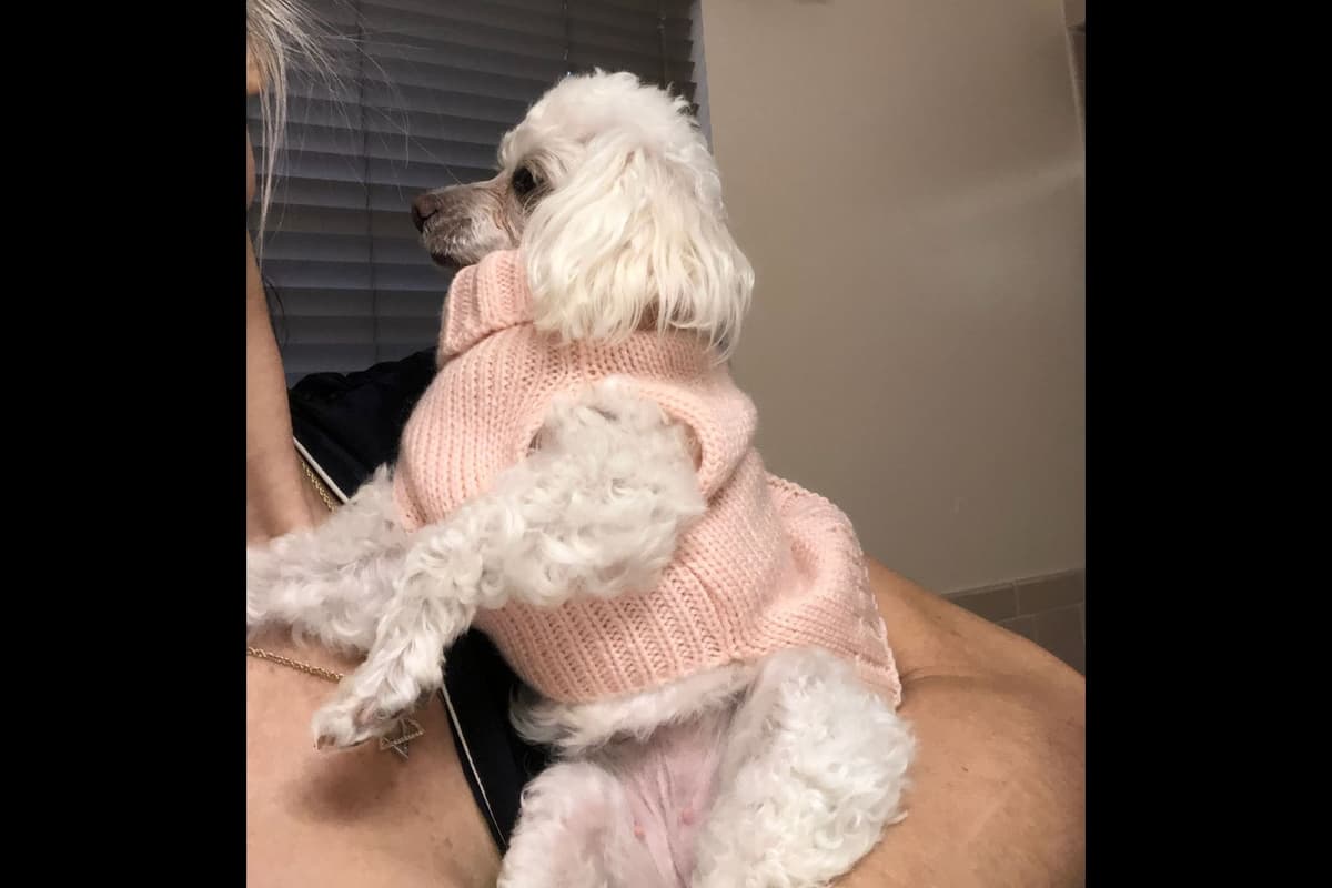 Toy Poodle female Pup 5 lbs when adult breeder image 40